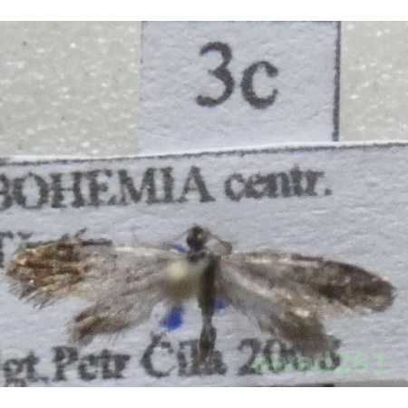 Narycia duplicella (Goeze, 1783) Czech3c
